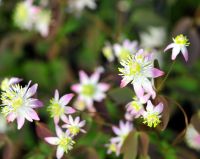 Lovely palest pink fluffy flowers in early spring.